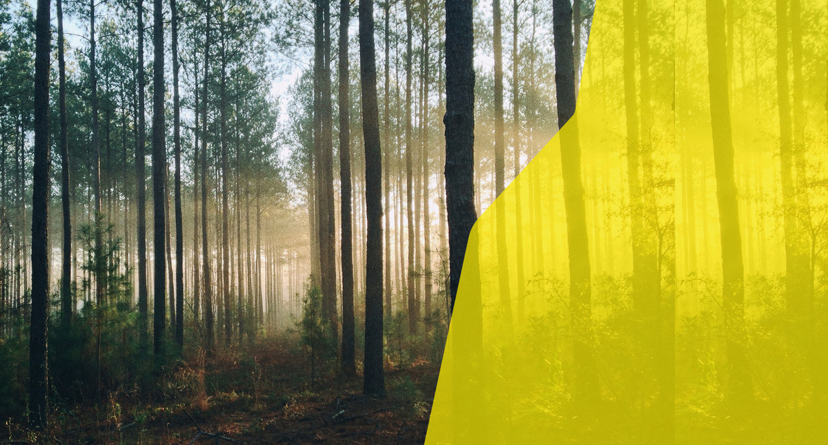 Eine Waldlichtung, im Vordergrund ist in gelb die Silhouette des Landes Baden-Württemberg zu sehen.