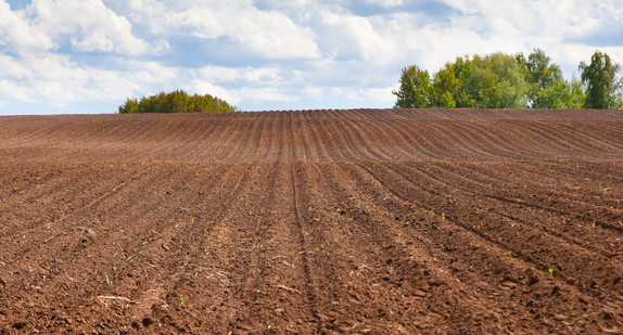 Ackerfläche, im Hintergrund Bäume und blauer Himmel