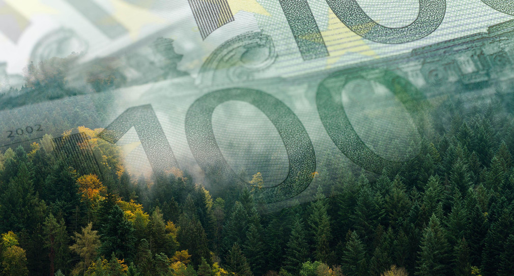 Bildmontage: 100-Euro-Scheine liegen über einem dichten Wald / Bild: sergeykloptov / stock.adobe.com