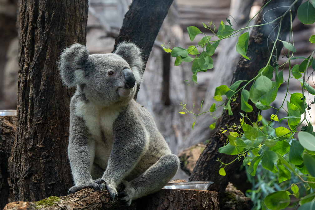 Wilhelma Eröffnung Terra Australis, Koala