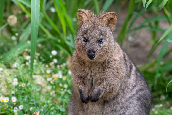 Wilhelma Eröffnung Terra Australis, Quokka