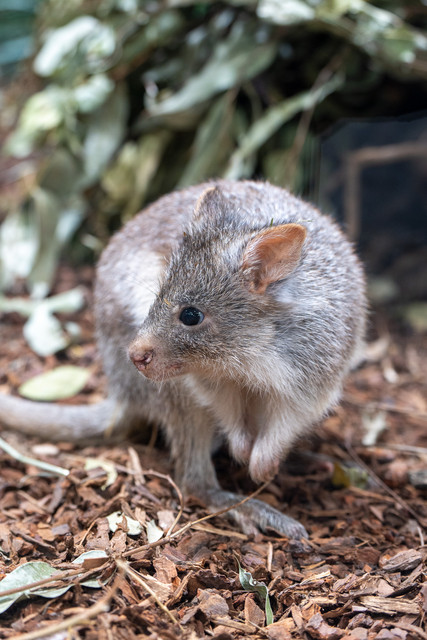 Wilhelma Eröffnung Terra Australis, Rotes Rattenkänguru