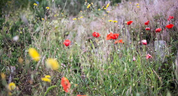 Bunte Blumenwiese