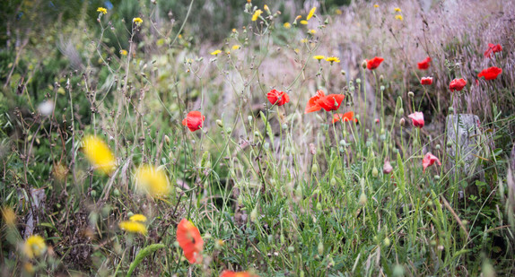 Bunte Blumenwiese