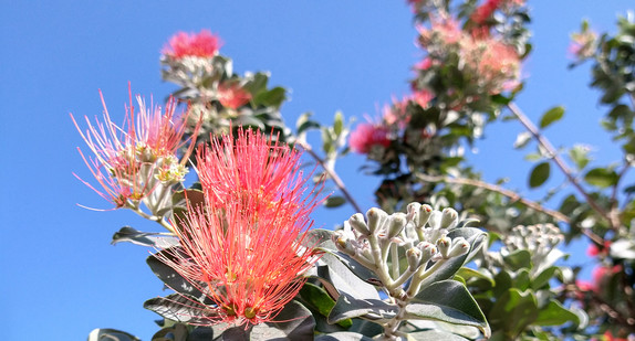 rote Blüten