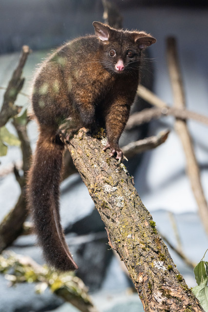 Wilhelma Eröffnung Terra Australis, Fuchskusus