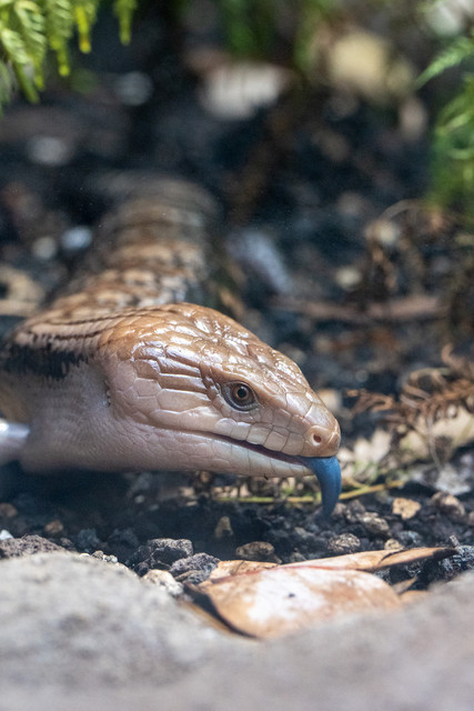 Wilhelma Eröffnung Terra Australis, Blauzunkenskink