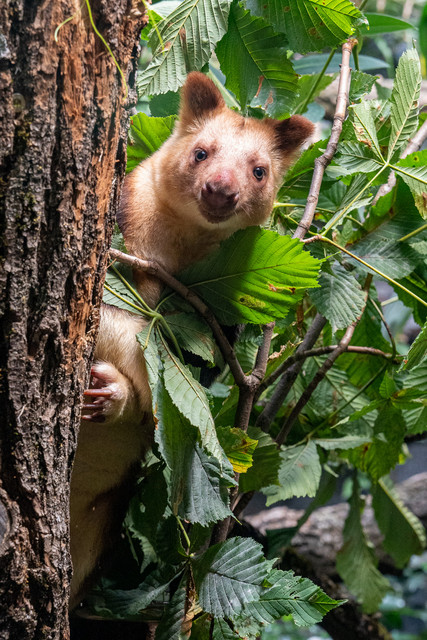 Wilhelma Eröffnung Terra Australis, Baumkänguru