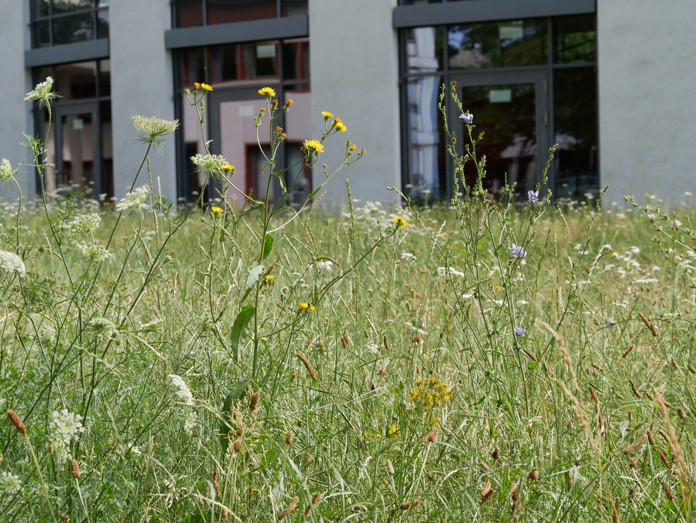 Blühende Wiesen auf dem Campus Süd des Karlsruher Instituts für Technologie (KIT).