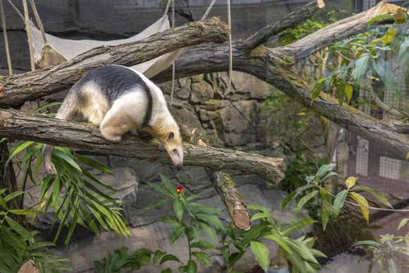 Tamandua im Neubau