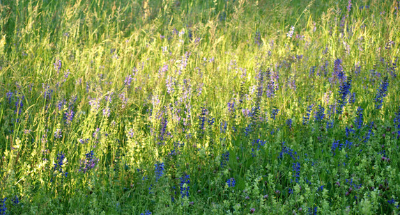 Biodiversität im Schlossgarten Schwetzingen