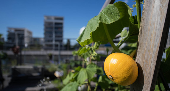 Symbolbild: Beim Urban Gardening (städtischer Gartenbau) werden durch die gärtnerische Nutzung auf innerstädtischen Flächen z.B. Blumen, Gemüse, Kräuter und Obstbäume angebaut.