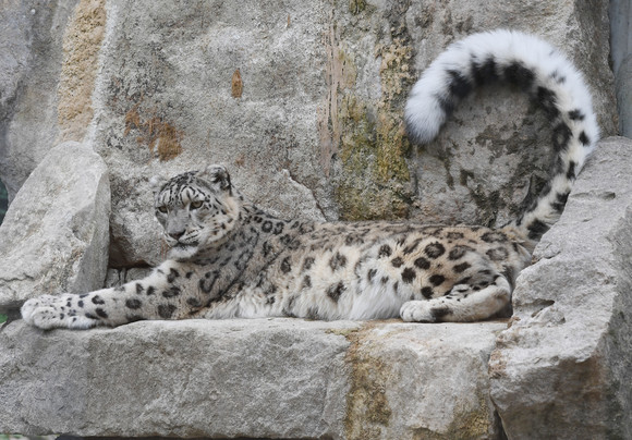 Schneeleopard in der Wilhelma