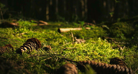 Naturschutz auf Landesflächen