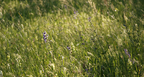 Mit bis zu 40 verschiedenen Arten herrscht auf den Wiesen eine hohe Vielfalt : Sie reicht von der Wiesenflockenblume, über Margerite, Rotklee und Goldhafer bis hin zu rauen Veilchen.